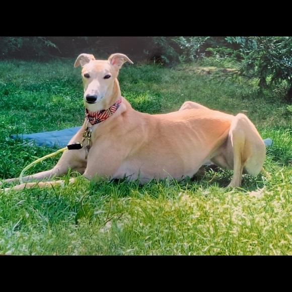 Meet your Posher, Robin - Picture 1 of 1